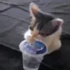 nchpie