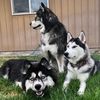 huskydivas