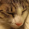 kittyyyyy8371