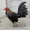 danilocalaguio17