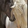 nenoabdullah477