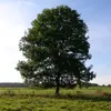 _a.literal.tree_