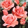 rose_pink005