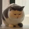 nekobokko