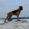 diesel_cane_corso2022