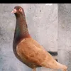 wahidonteng