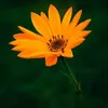 gmo.ramana