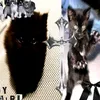 witzi022pop