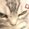 hatsuyye
