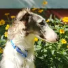 borzoi_pride