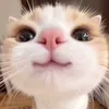 angiuoi23