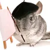 gswajaka_gd