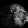 dark_lion665