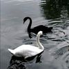 angel_nj4