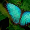 bluemorpho1244