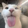 _rockytoja_