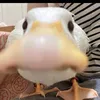 aceitunita_00