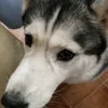 lepikon_0fkmce