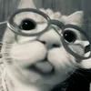 niinha.aa