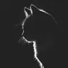 ifollowbacktofollow