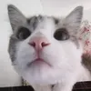 felinos.felizes8