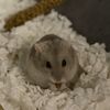 milkshake_the_dwarf_ham