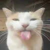 _cavienchien_9