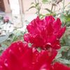 syakilla_43