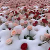 kim_kim.70