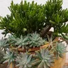 plantasdacris