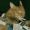 no_._name_____n