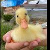 balerinachapucapu