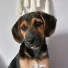 bellairodzinka