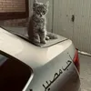 meow_m667