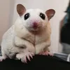 sugarglider_andme