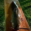 catchinbiggin