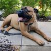 gigibullmastiff