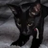luna.nebuna2023