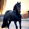 emirate295