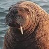 wallacewalrus2313