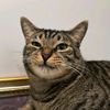 felixthecat4200