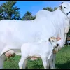 nabinou22