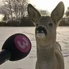 deer.missy