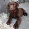 silverberryarchie