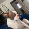 lynette.gracie