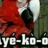 busuyiomotosoayek