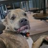 thesmilingpit