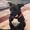 pitbullznav