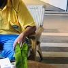 xdnutgg