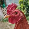 buntulintikfarm